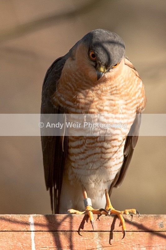 20100307-119 - Sparrowhawk