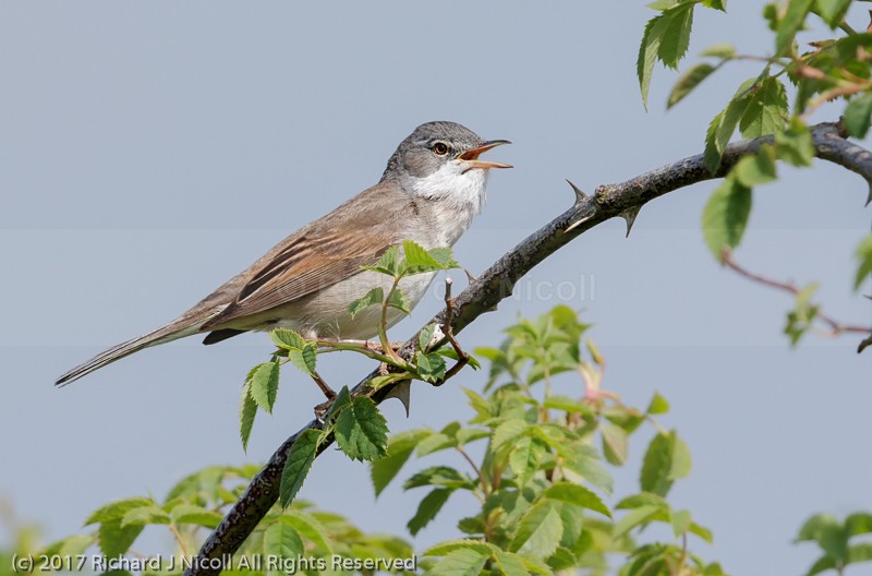 Common Whitethroat (Sylvia communis) - Common Whitethroat (Sylvia communis)
