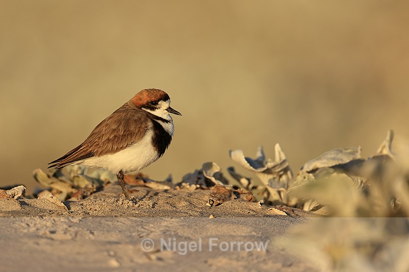 Two-banded Plover, early morning, Sea Lion Island, Falklands - Two-banded Plover