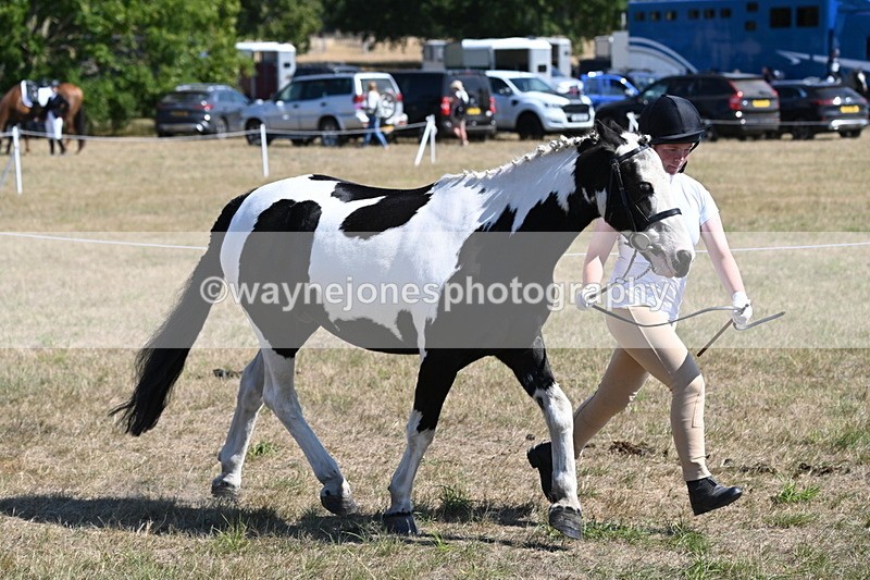 WJ6_8586 - Class 37b Best Loan Pony In-hand
