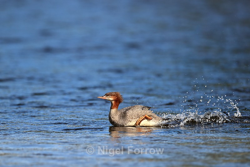 Common Merganser scuttling along river, Silver Salmon Creek, Alaska - Common Merganser