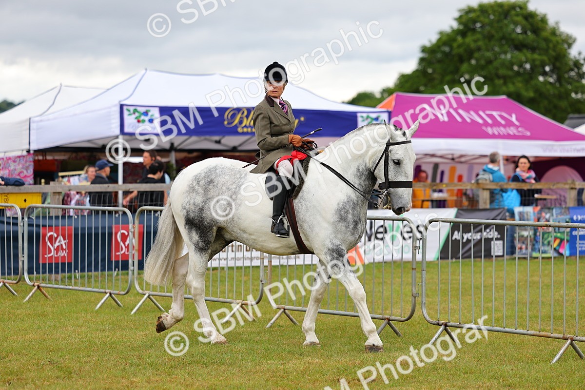 SBM_02579 - Class 9-11 Side Saddle including LIHS Rising Star Ladies Show Horse
