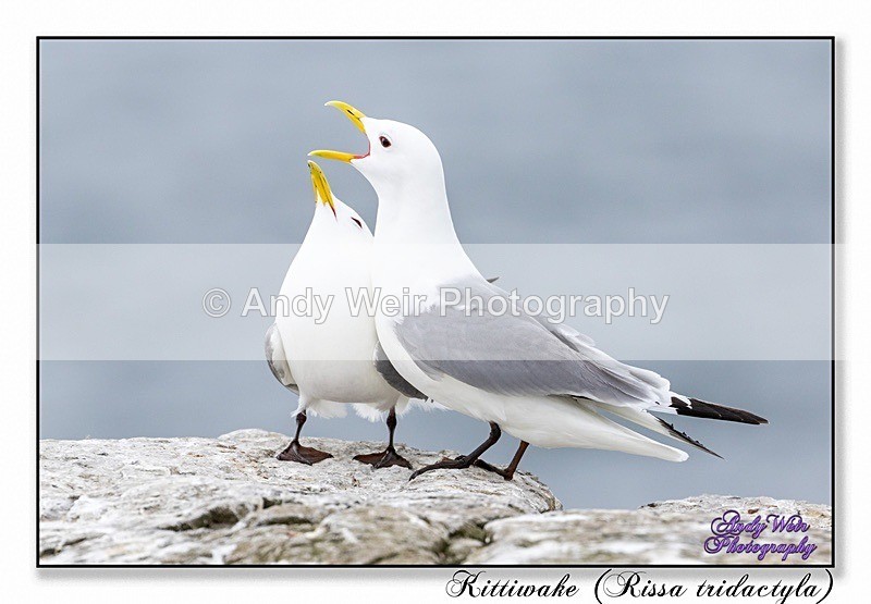 190604-untitled-8E0A4711-Edit - Kittiwakes