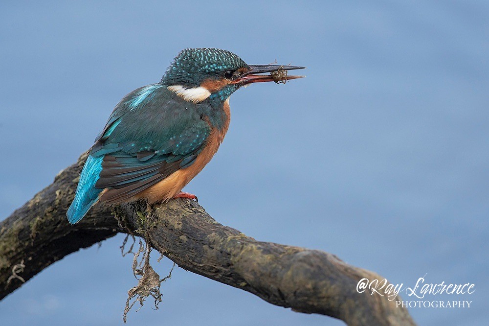 Kingfisher Alcedo Atthis078 - Kingfishers