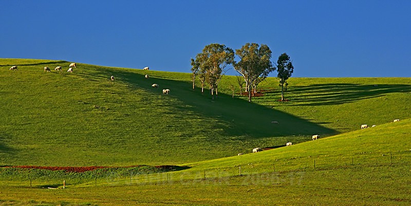 Sheep grazing on a Hill side near Kapunda