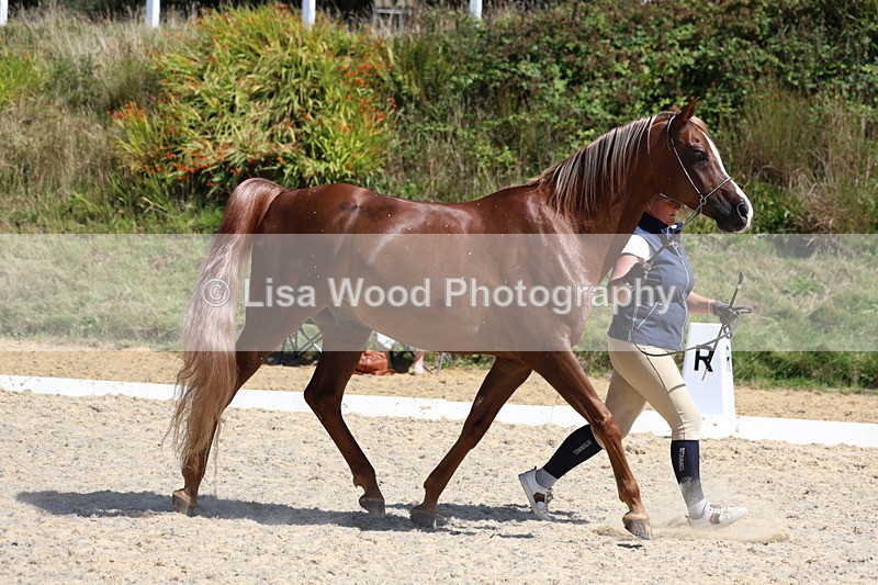 3E7A9788 - Class 33: Arab In Hand