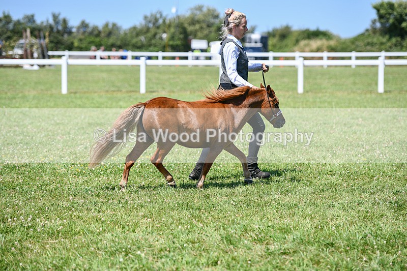 DSC_7131 - Class 61: Miniature Horse 4yrs & over