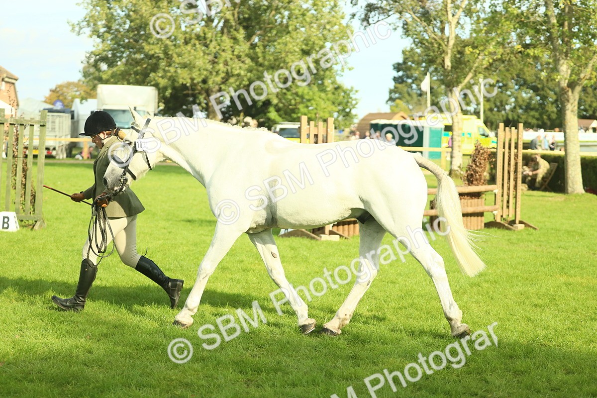 SBM_52124 - S33 - Working Hunter & Working Show Horse