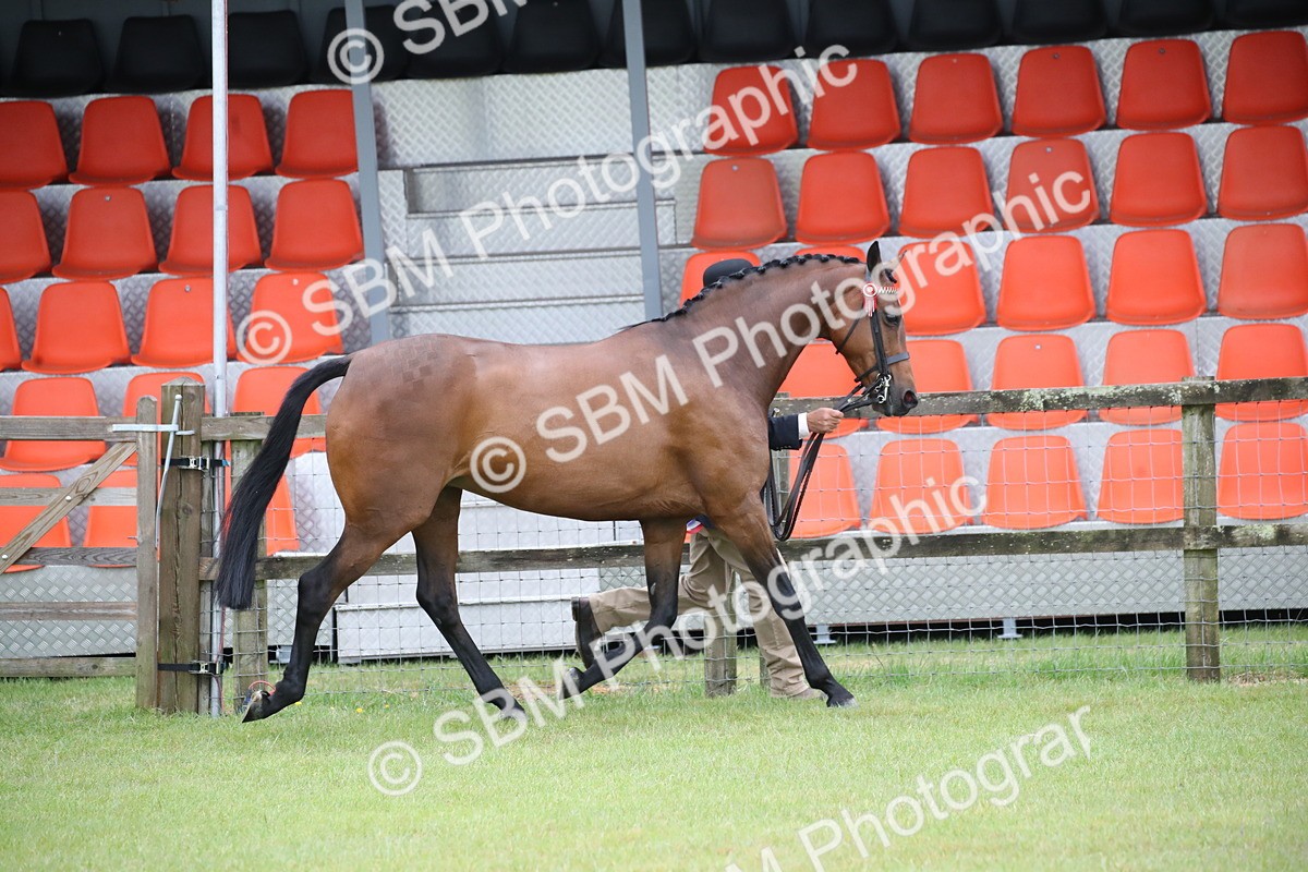 SBM_00239 - Class 17-20 - Arab & Part Bred - Anglo Arab In Hand