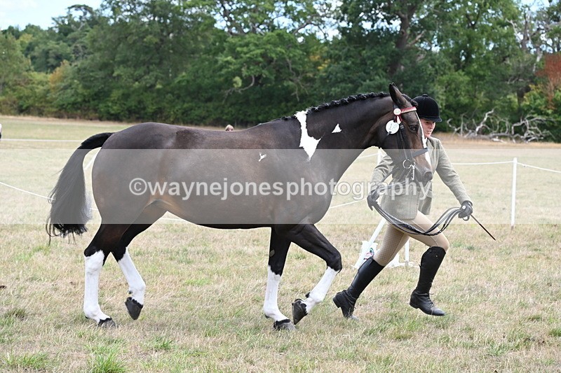 WJ6_5878 - Class 19 In-hand Veterans (Uploaded correct folder)