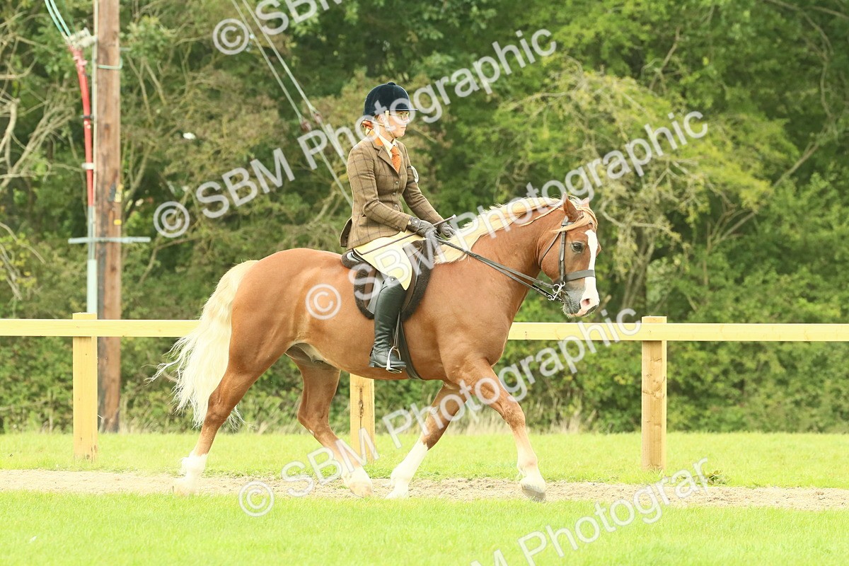 SBM_71860 - S60 - Mountain & Moorland Ridden Large Breeds
