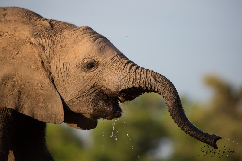 Youngster Drinking 3