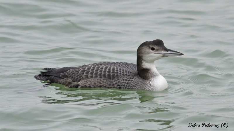 Great Northern Diver - Birds