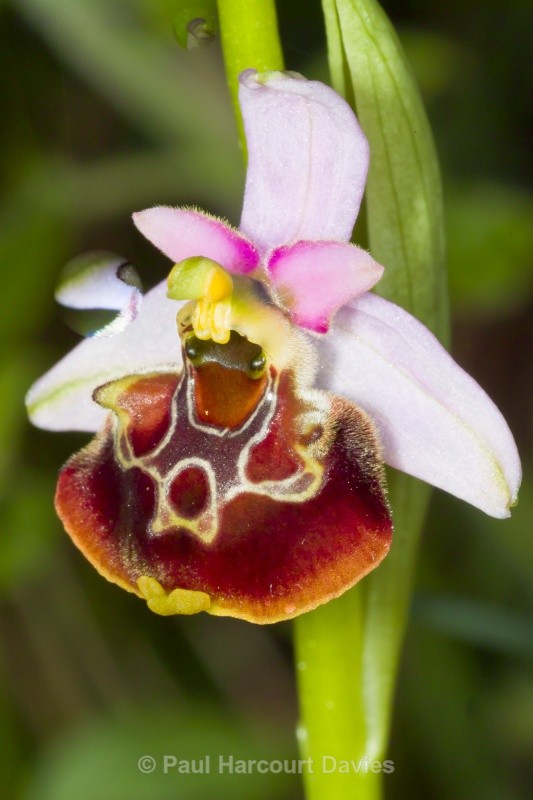 Late Spider Orchid (Ophrys fuciflora) - Orchids - Ophrys