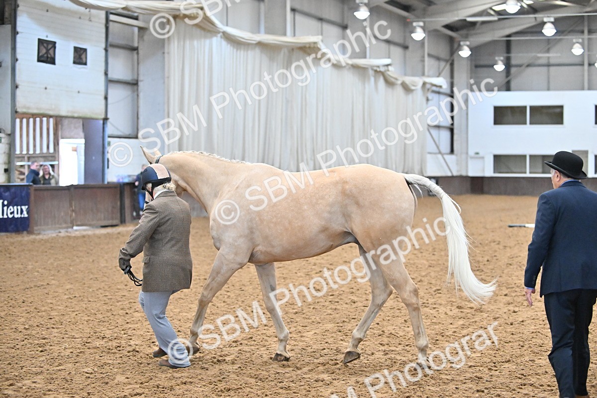 EB7_8423 - Class 3 - In Hand Foreign Breeds & Warmbloods