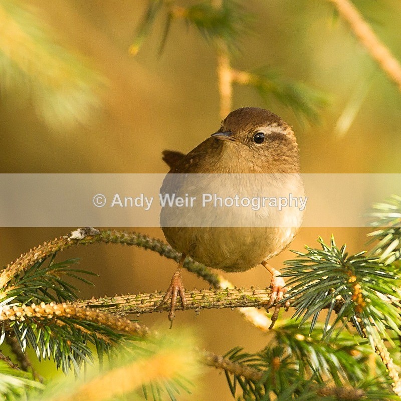 20121110-_MG_1312 - Wren & Goldcrest