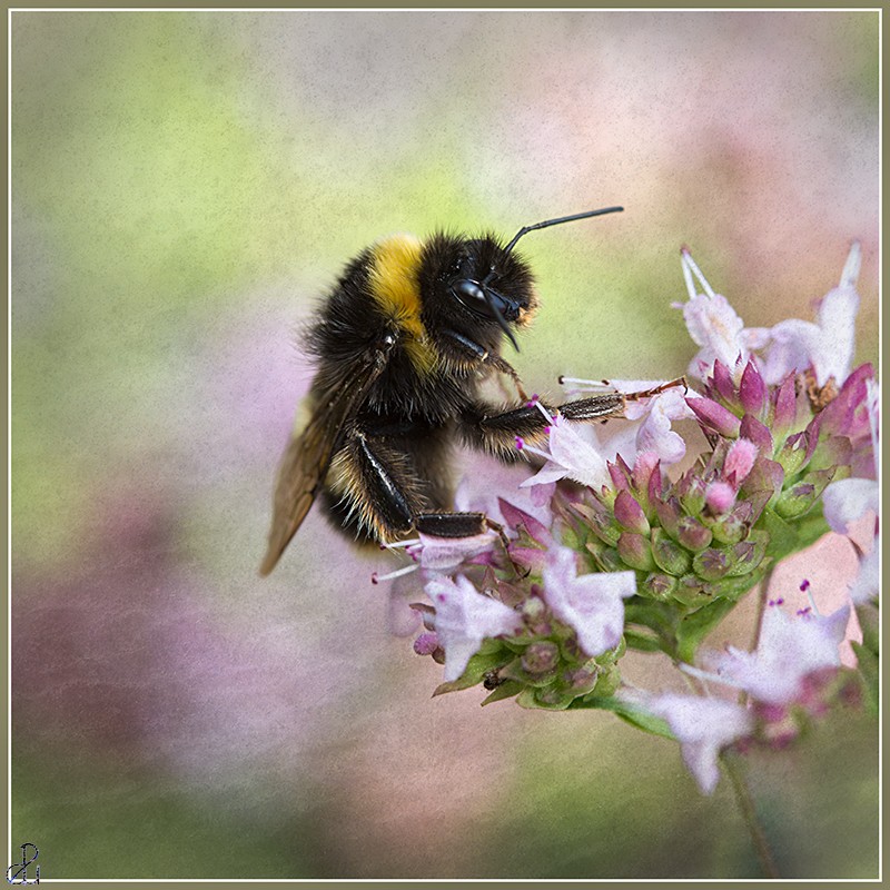 Macro Photography by Diana Uzun