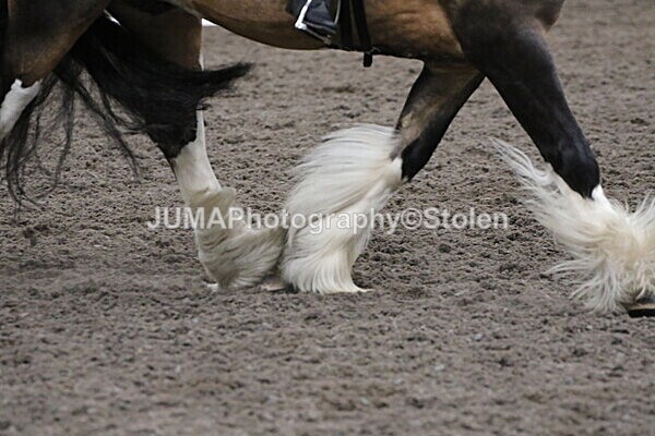SIAL4184 - CAbin Dressage 5th july 2025