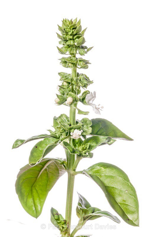 Basil (Ocimum basilicum) - Plants - WB