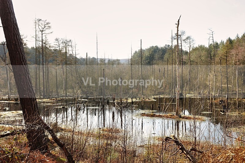 Trees - Plants and Trees