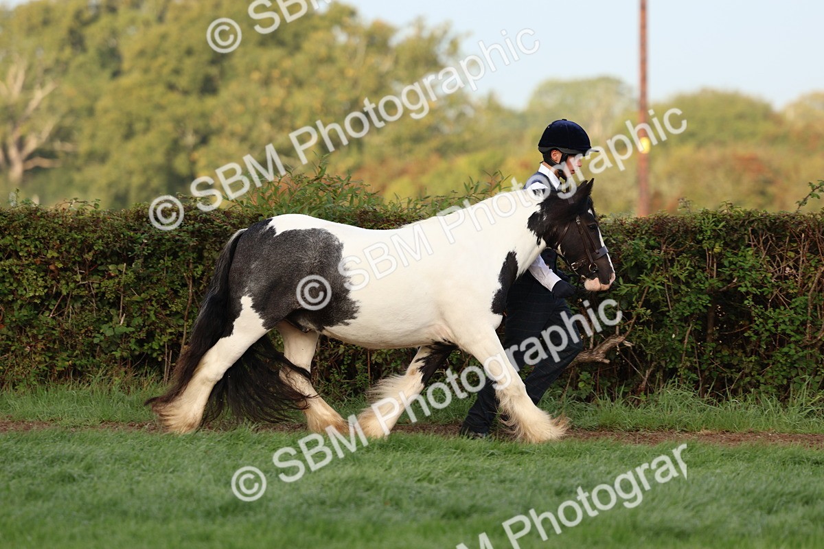 SBM_54765 - S39 - Starters In Hand Showing