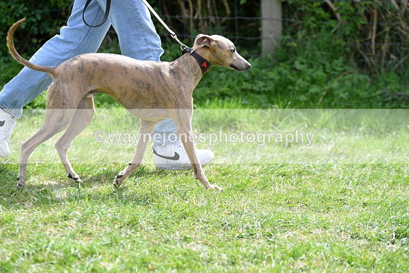 WJ5_9692 - Class 3 Most Handsome Dog