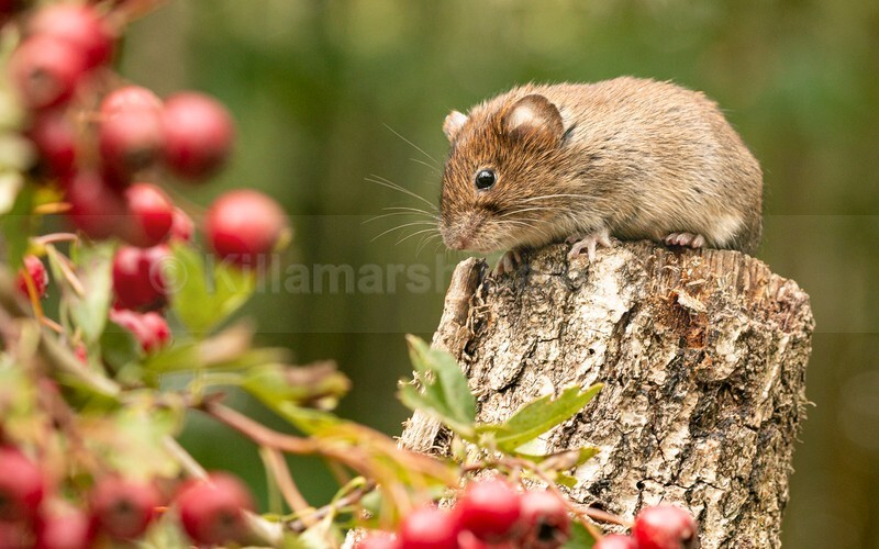 01 Janet Hill_Bank Vole after red berries - JANET HILL