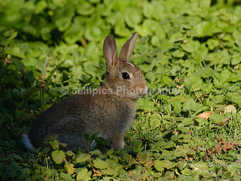  - Wildlife and Nature
