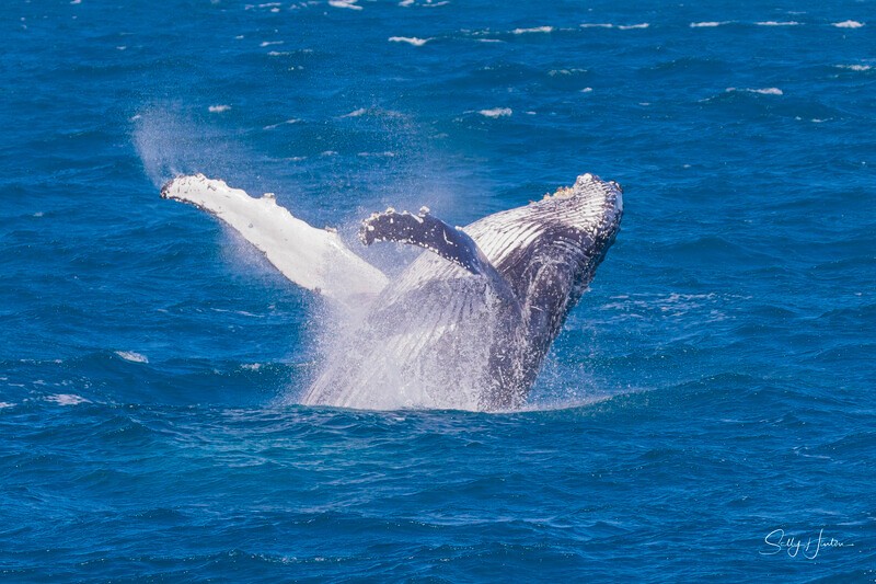 0A3A4373 - 2024 Hervey Bay Whales