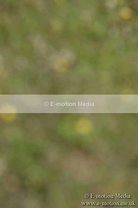 BVR160717-585 - Class 1 & 23a Dressage 16/07/17