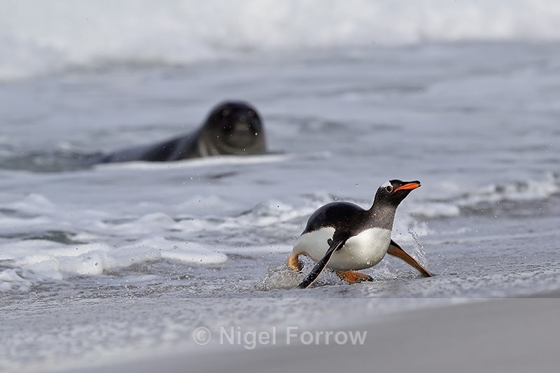 Gentoo Penguin runs from sea watched by Elephant Seal, Falklands - Gentoo Penguin