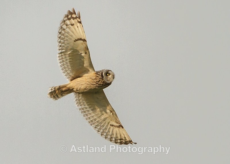 Astland Photography, Bird and Wildlife Images, Susan and Peter Wilson, U.K.