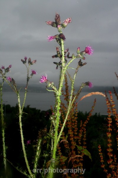  - Flowers