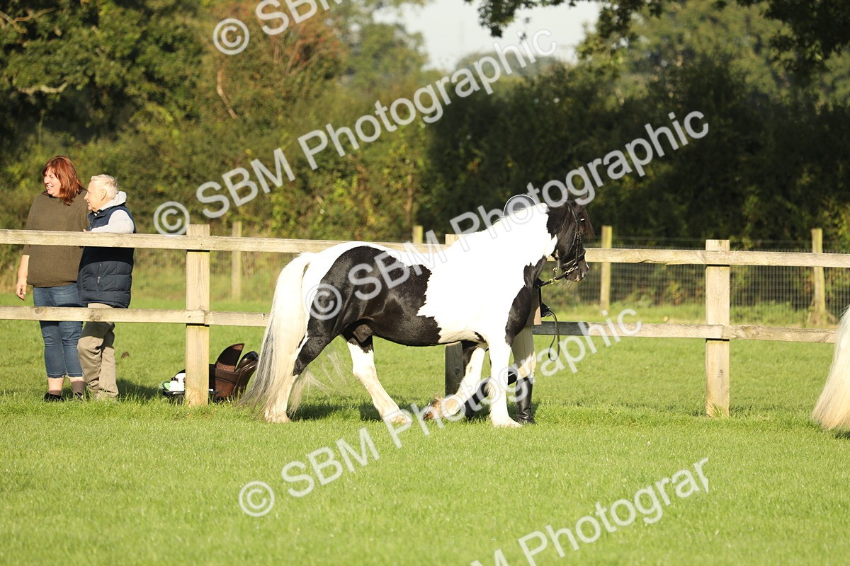 SBM_60806 - S43 - Coloured Pony In Hand