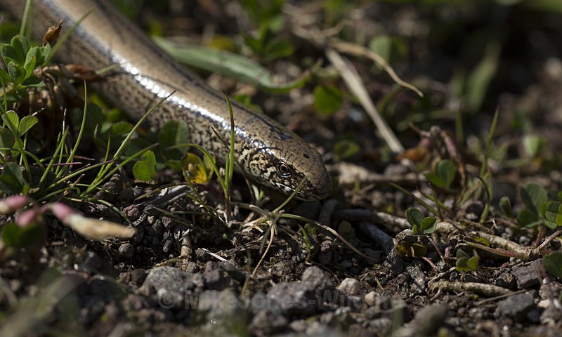 Slow worm limbless reptile, Isle of Mull, Scotland - ISLE OF MULL WILDLIFE, Wildlife images from the Inner Hebrides