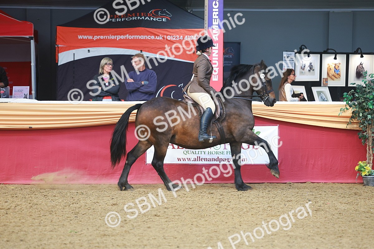 SBM_10541 - Class 103 - HOYS Veteran Qualifier - Ridden Pre Vet