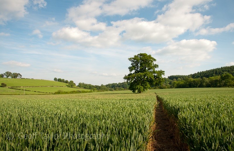 Towards Easthope Mill - Wenlock Edge