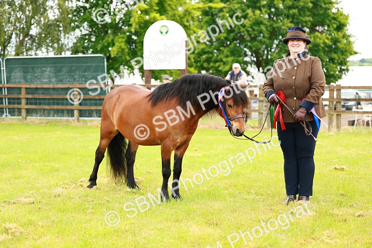 SBM_00304 - Class 58-67 - M&M Non Welsh Pony In hand