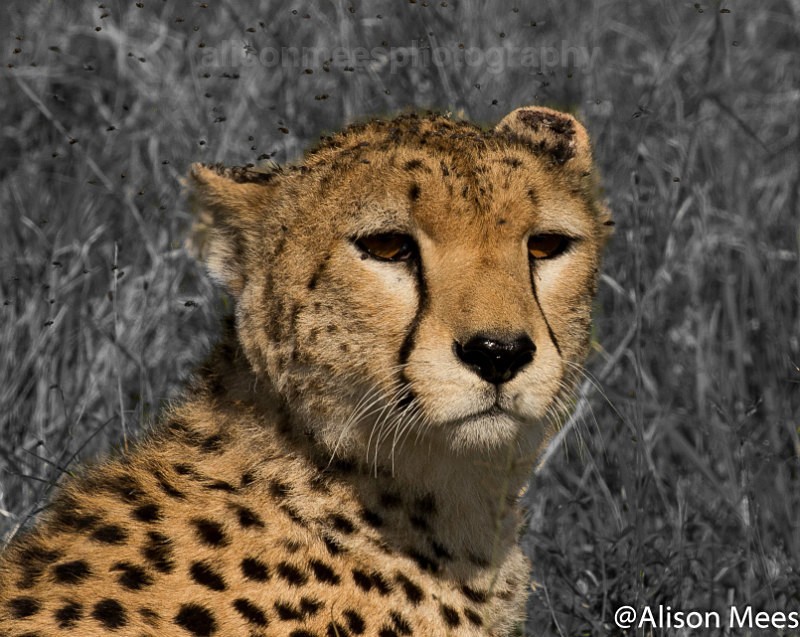  - Cheetah