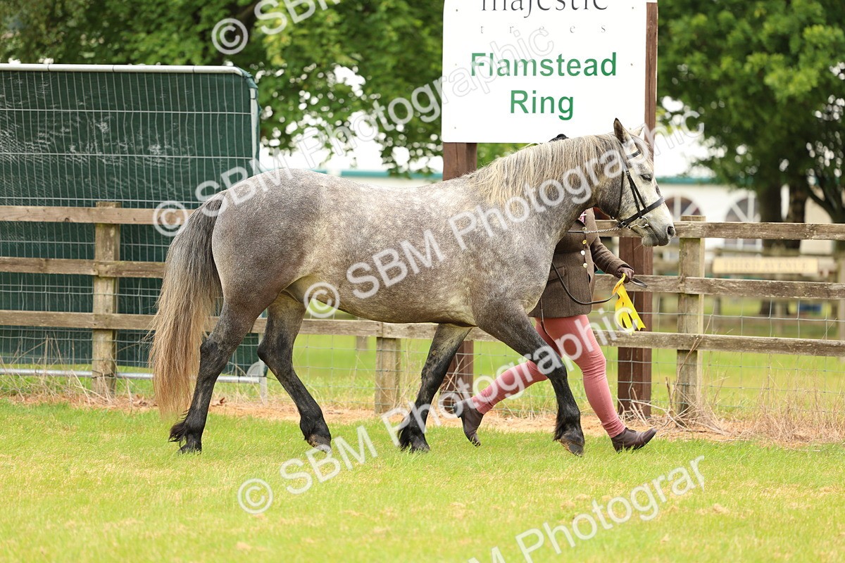 SBM_04147 - Class 64-67 - Shetland Pony In Hand