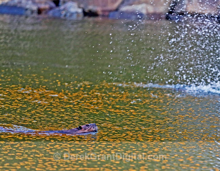 Castor canadensis - Mammals, Reptiles & Amphibians