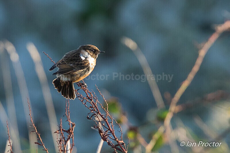 Stonechat by the coast - 1 of 3 - Nature