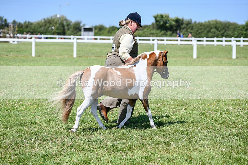 DSC_7155 - Class 61: Miniature Horse 4yrs & over