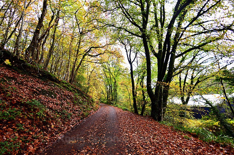 Kilminorth Woods autumn Looe 3 - Looe