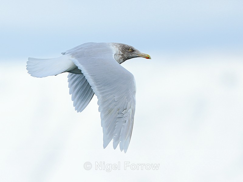 Glaucous Gull (adult winter) flying at Grundarfjörður, Iceland - Glaucous Gull