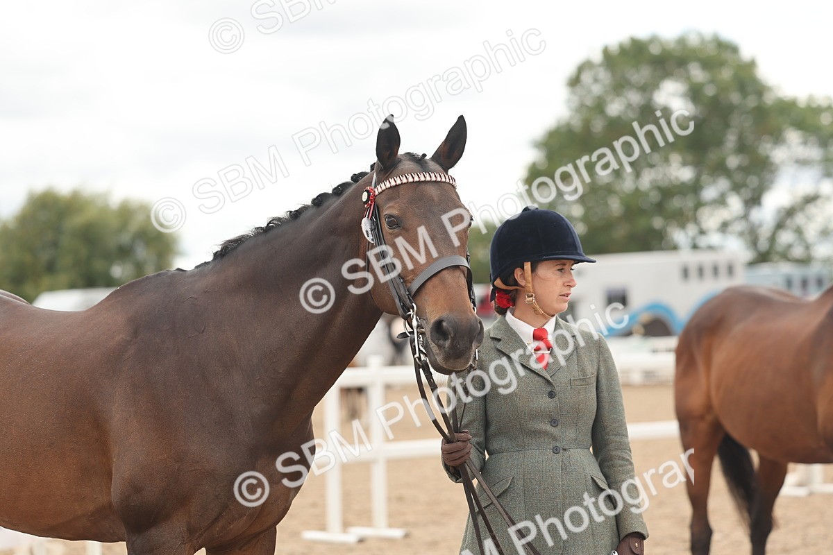 SBM_17083 - Class 313 - IH Retired Racehorse