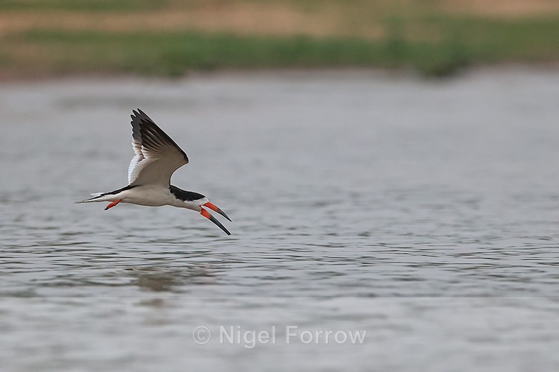 Black Skimmer low over water, Rio Sao Lourenco, Brazil - Black Skimmer