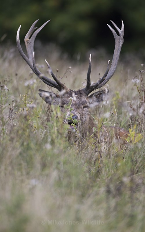 _H5X8591 Red Deer 'Rut' 2015 - New Deer Rut  2015