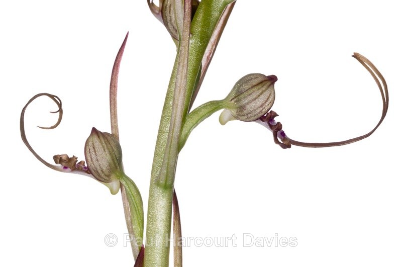  - WB: Orchids - Various