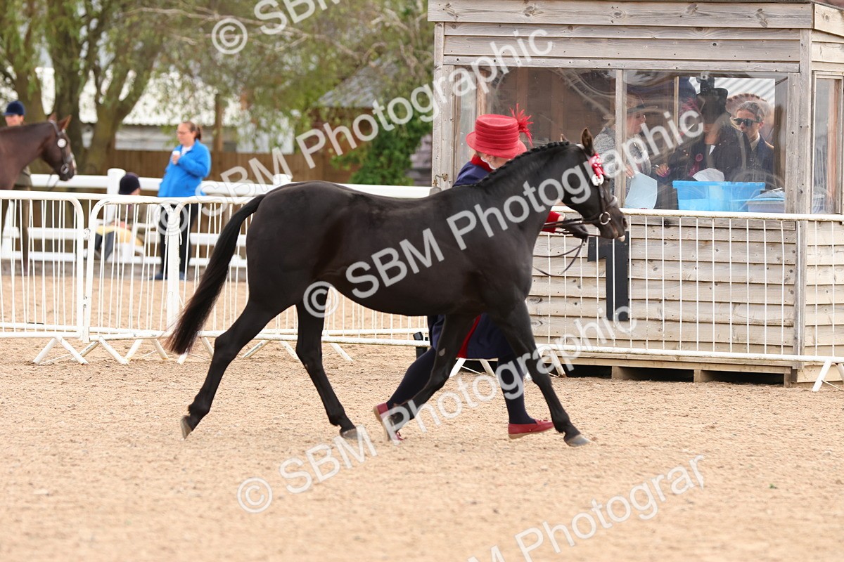 SBM_10223 - Class 205 - IH Show Pony - Show Hunter Pony